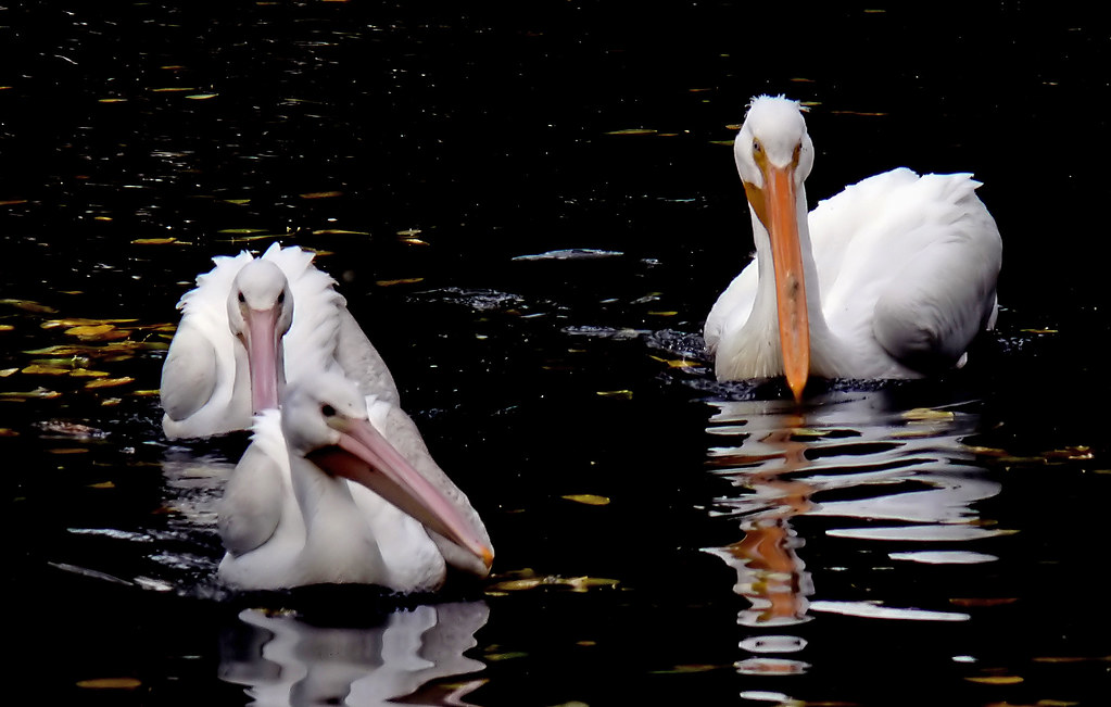 An American White Pelican drifting on calm water — a signature winter visitor to Lake Tawakoni and one of more than 340 bird species documented on the lake