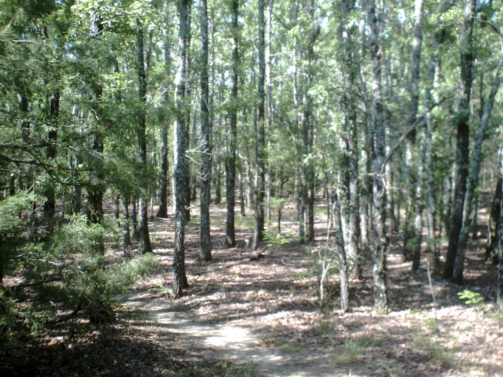 Shoreline view of Lake Tawakoni State Park near Wills Point, Texas, with calm water and wooded shoreline